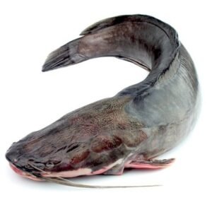 Catfish