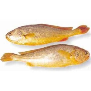 Croaker