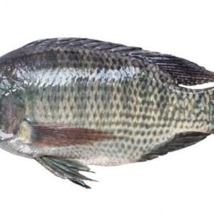 Tilapia