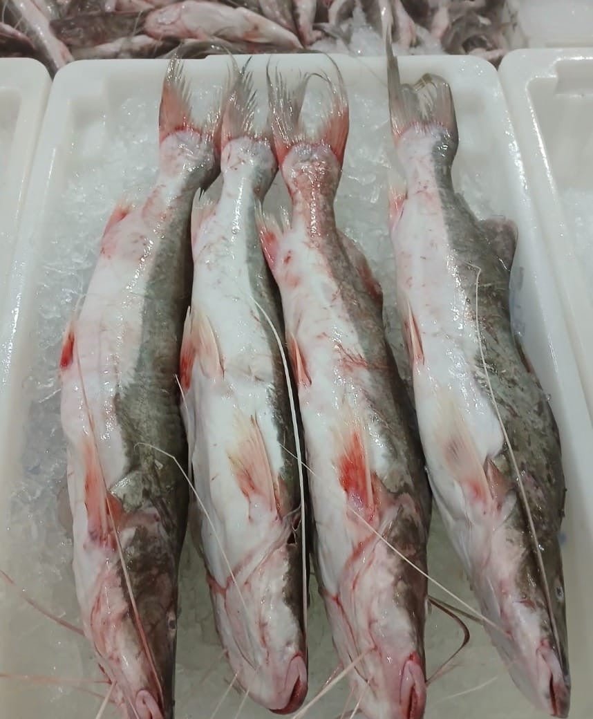 Catfish - Image 6