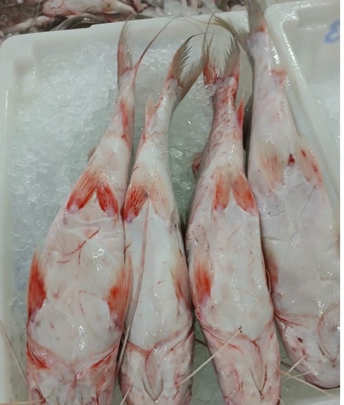Catfish - Image 5