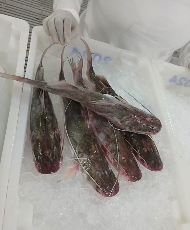 Catfish - Image 4