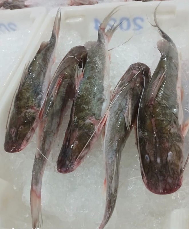 Catfish - Image 3